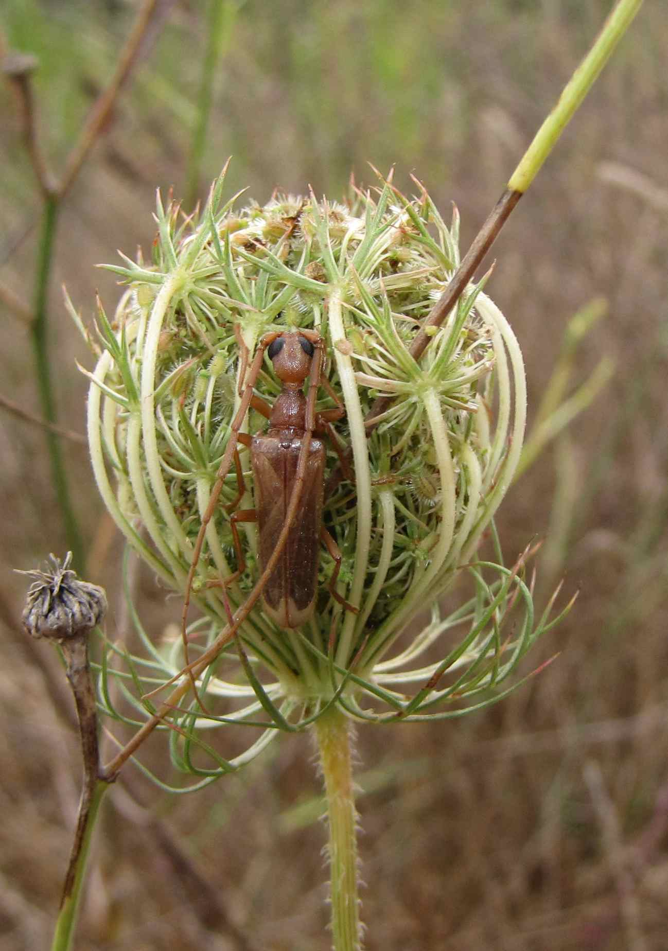 un alieno: Vesperus luridus